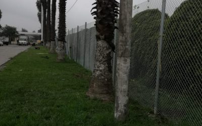 PROYECTO DE TRINEOS1